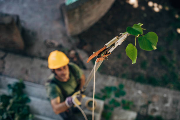 Best Tree Cutting Near Me  in USA